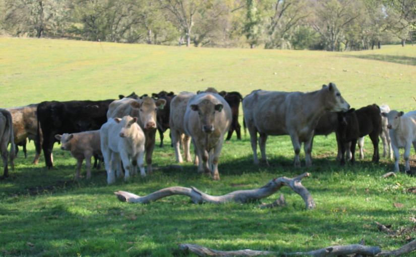 Nature Walk 2007